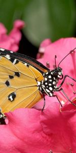 Pink,Flower,Macro,Bright,Butterfly