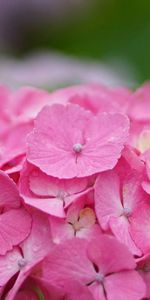 Pink,Flower,Macro,Cap,Dew,Inflorescence,Drops,Hydrangea