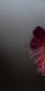 Rosa,Flor,Macro,De Cerca,Primer Plano,Sakura,Rosado