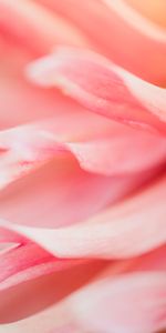 Pink,Flower,Macro,Petals