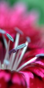 Pink,Flower,Macro,Petals,Stamen