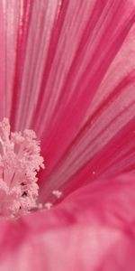 Pink,Flower,Macro,Pollen,Petals