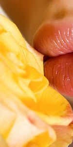 Pink,Flower,Macro,Tenderness,Lips