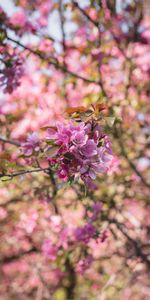 Pink,Flowering,Branch,Flowers,Bloom,Garden