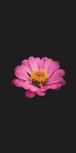 Pink,Flowers,Flower,Zinnia,Minimalism