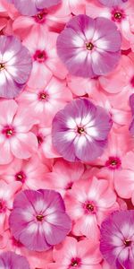 Pink,Flowers,Small,Lilac,Bright,Purple