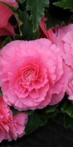 Pink,Greens,Begonia,Flowers,Close Up