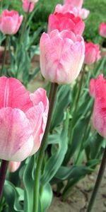 Pink,Greens,Flower Bed,Flowerbed,Flowers,Tulips