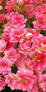 Pink,Kalanchoe,Flowers,Close Up,Room