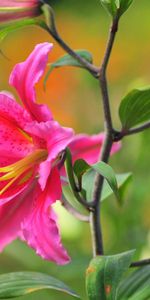 Pink,Lilies,Flower,Macro,Petals