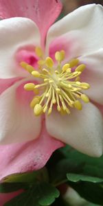 Pink,Macro,Aquilegia,Flower