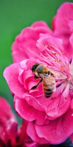 Pink,Macro,Bee,Pollination,Flower