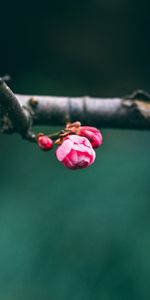 Macro,Branche,Bourgeons,Source,Rose,Printemps