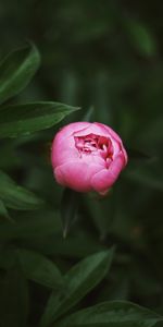 Pink,Macro,Bud,Peony,Close Up,Pion