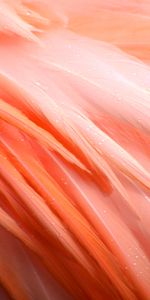 Pink,Macro,Drops,Feather,Bird,Wet,Flamingo