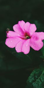 Feuilles,Drops,Fleur,Macro,Rose