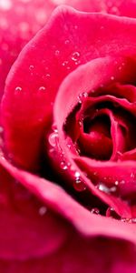 Pink,Macro,Drops,Rose,Petals,Rose Flower,Flower