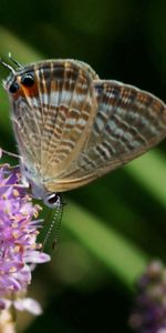 Pink,Macro,Flower,Wings,Butterfly