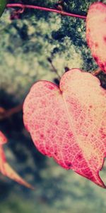 Pink,Macro,Form,Leaflets,Leaves,Heart