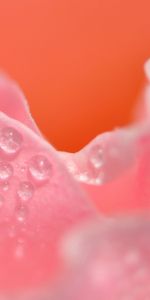 Pink,Macro,Petals,Drops,Close Up