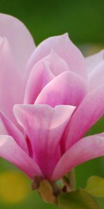 Pink,Macro,Petals,Plant,Background,Flower