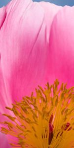 Pink,Macro,Petals,Stamens,Flower