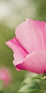 Pink,Macro,Petals,Tenderness,Flower