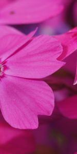 Pink,Macro,Phlox,Flower