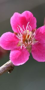 Pink,Macro,Plant,Bloom,Flowering,Flower