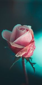 Drops,Macro,Fleur,Une Rose,Rose