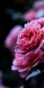 Pink,Macro,Rose Flower,Rose,Petals,Close Up,Flower