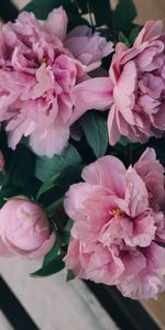 Pink,Peonies,Bouquet,Flowers