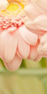 Pink,Petals,Beautiful Flowers,Flowers,Macro