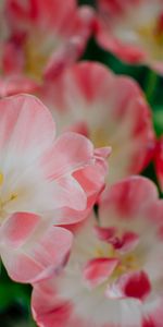 Pink,Petals,Bud,Flowers