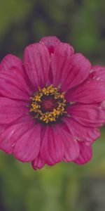 Pink,Petals,Flowers,Flower