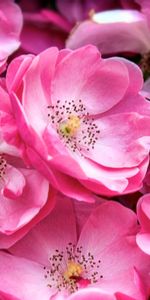 Pink,Plant,Macro,Bloom,Flowering,Flowers