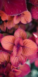 Pink,Plant,Macro,Close Up,Leaves