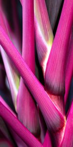 Pink,Plant,Macro,Stem,Stalk