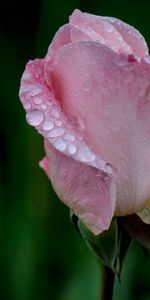 Pink,Rose,Drops,Flower,Macro,Rose Flower