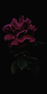 Rosa,Flor Rosa,Flor,Rosado,Oscuro