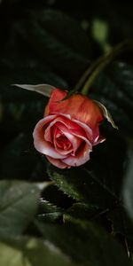 Pink,Rose Flower,Rose,Flowering,Flowers,Plant,Bloom,Flower