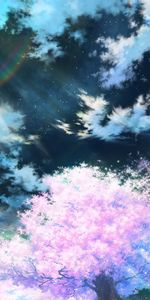 Pink,Sakura,Sky,Art,Anime