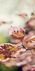 Pink,Shine,Blur,Nature,Leaves,Branch,Light