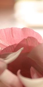 Pink,Shine,Light,Petals,Close Up,Flowers