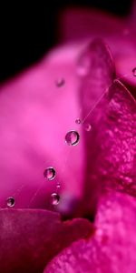 Pink,Web,Drops,Flower,Macro,Petals