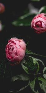 Pion,Flowers,Pink,Drops,Dew,Peony,Flower