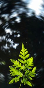 Flou,Feuille,Se Concentrer,Nature,Plante,Planter,Lisse,Foyer