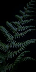 Plant,Branch,Dark,Fern