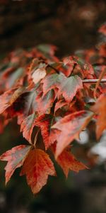 Plant,Branch,Leaves,Macro