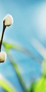 Plant,Branch,Pussy Willow,Verba,Macro